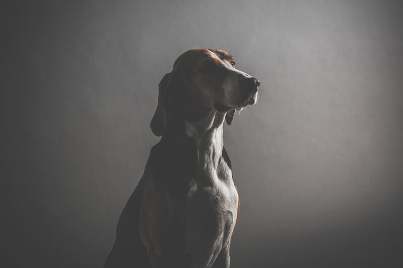 Hound Dog in Profile