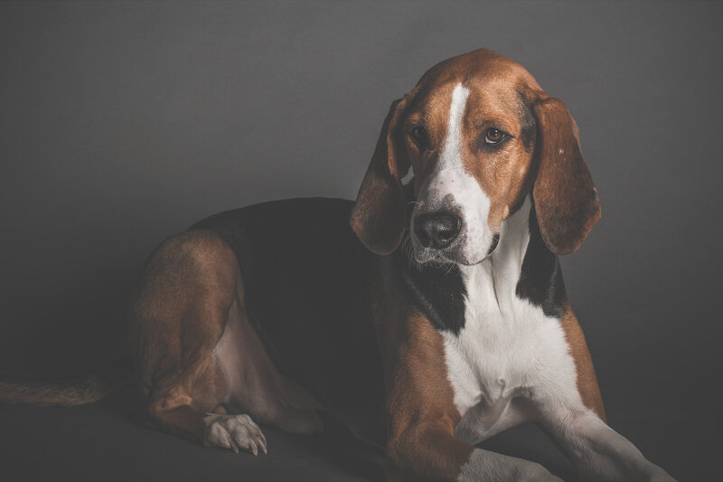 hound dog portrait