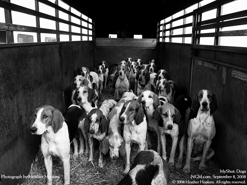 Hounds in a trailer