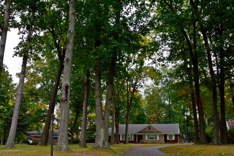 House Among Tall Trees