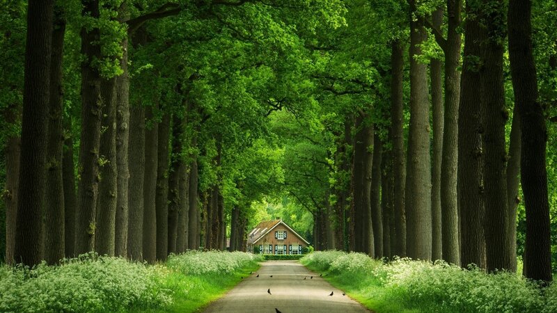 House at End of Tree Tunnel — Green