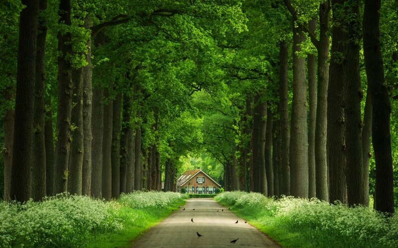 House at End of Tree Tunnel