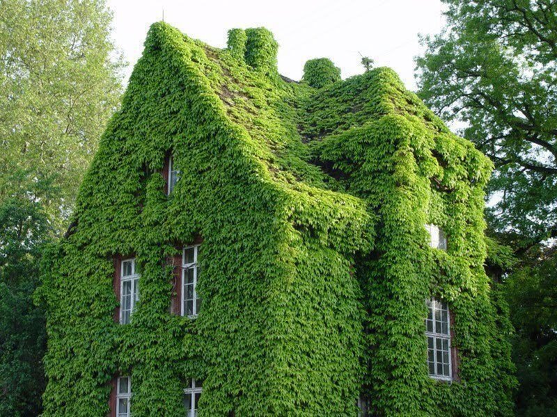 House Covered in Ivy — Green, Serene
