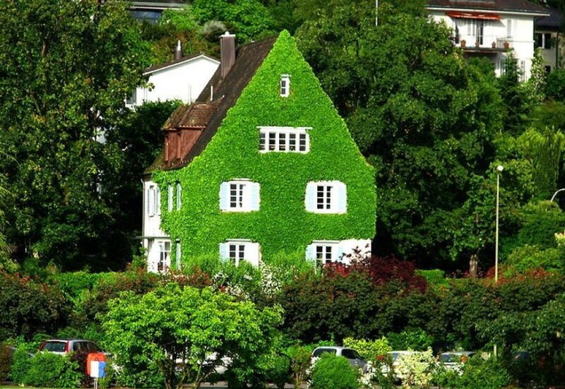 House Covered in Ivy