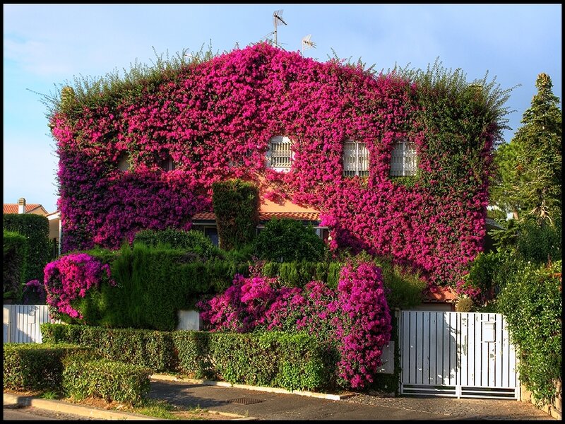 House covered in pink bougainvillea