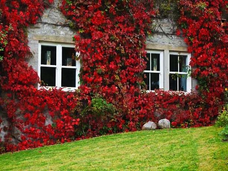 House Covered in Red Ivy
