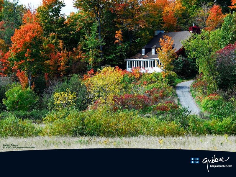 House in Autumn Forest — Orange