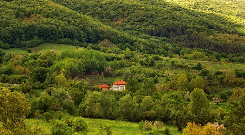House in Forested Hills