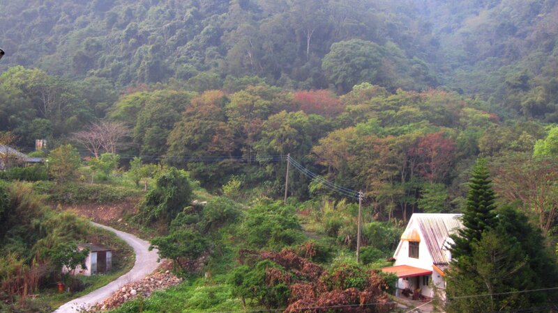 House in Forested Valley