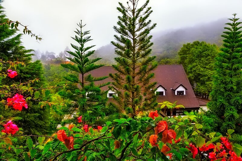 House in Misty Forest