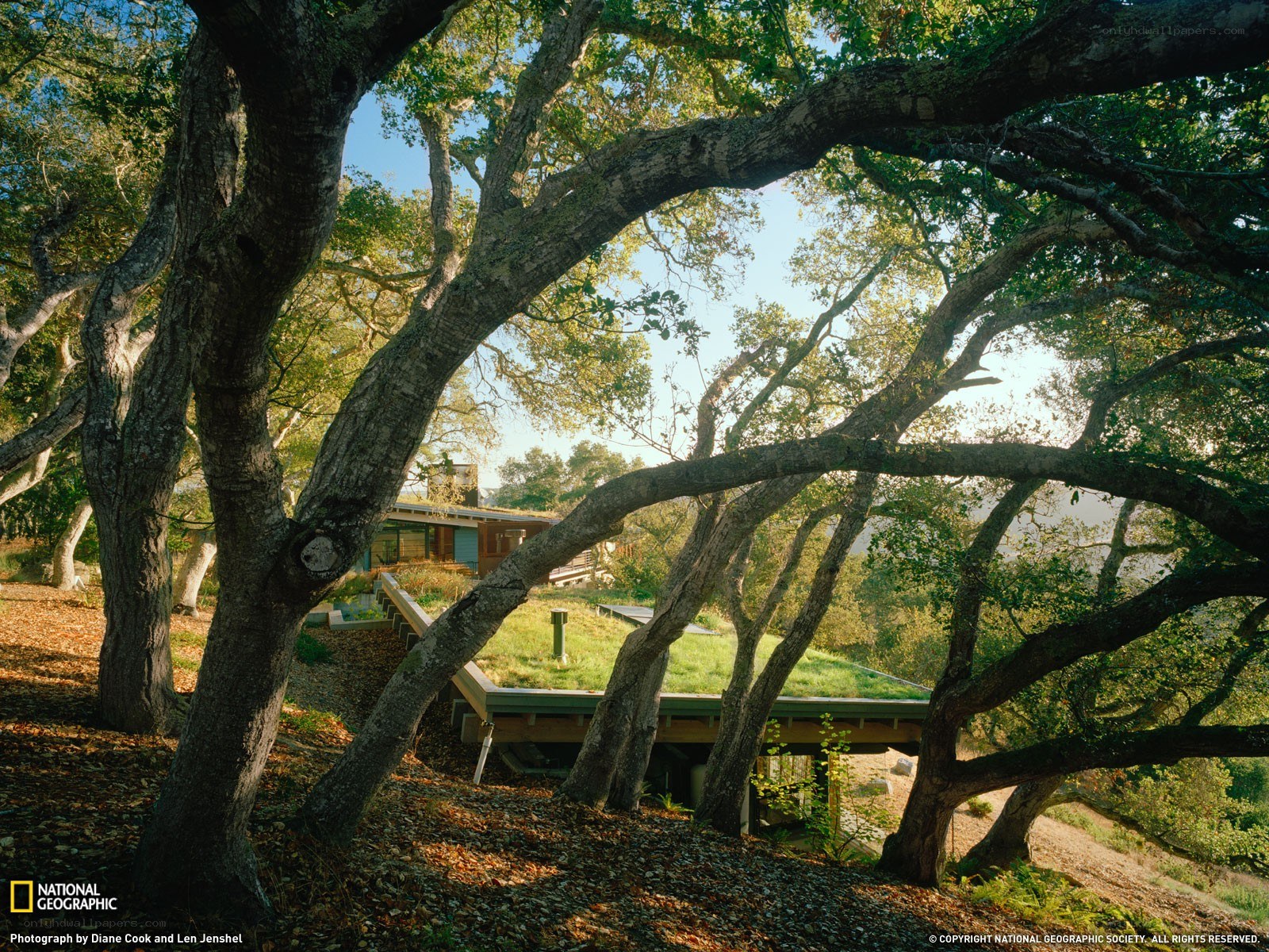 House nestled among oak trees