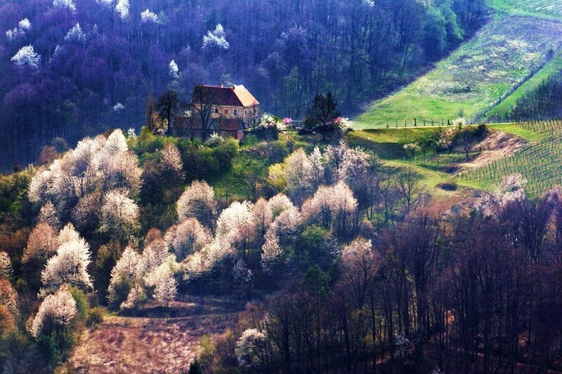 House on a blooming hillside