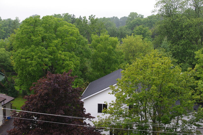 House surrounded by trees