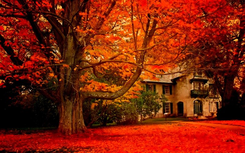 House under Autumn Tree