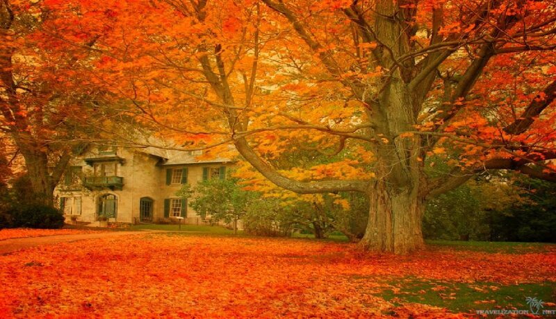 House under Autumn Trees