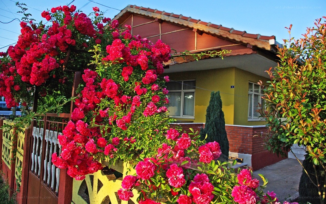 House with blooming roses