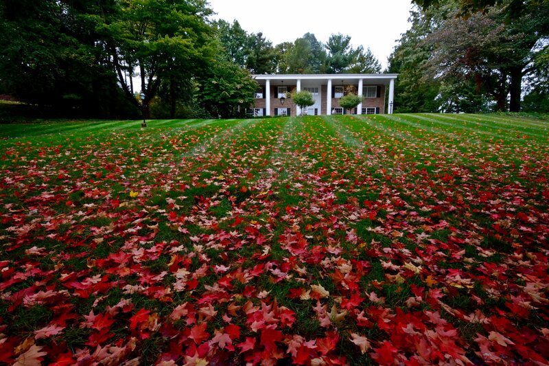 House with Fallen Leaves