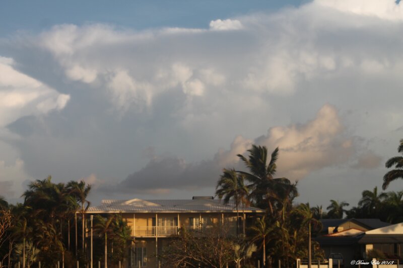 House with Palm Trees