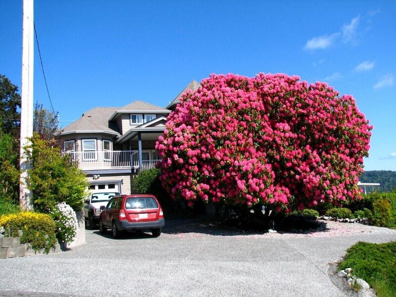 House with pink flowering bush