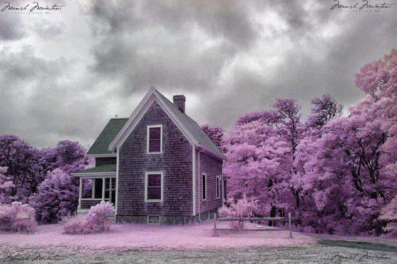 House with Purple Trees