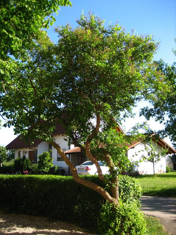 House with tree in front yard