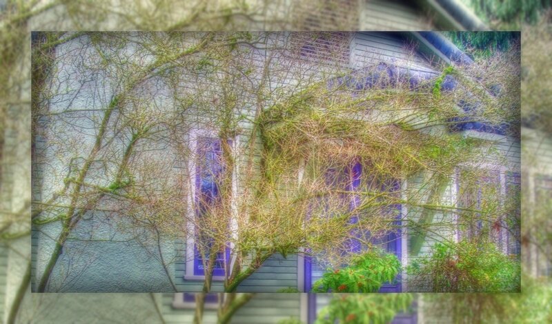 House with vines and bare trees