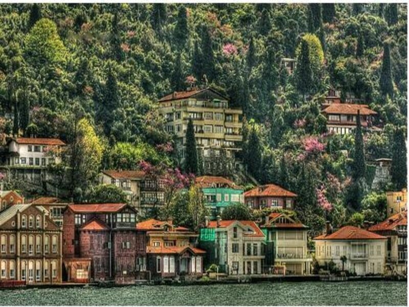 Houses on a forested hillside