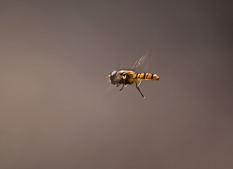 Hoverfly in Flight — Brown, Neutral