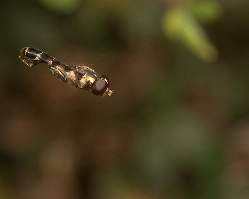 Hoverfly in Flight — Brown