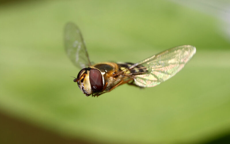 hoverfly in flight