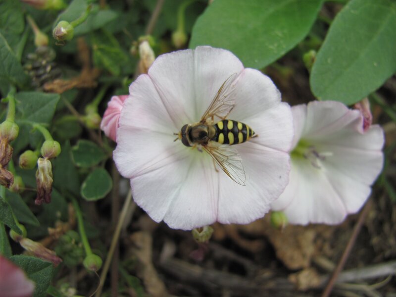 Hoverfly on a bindweed flower