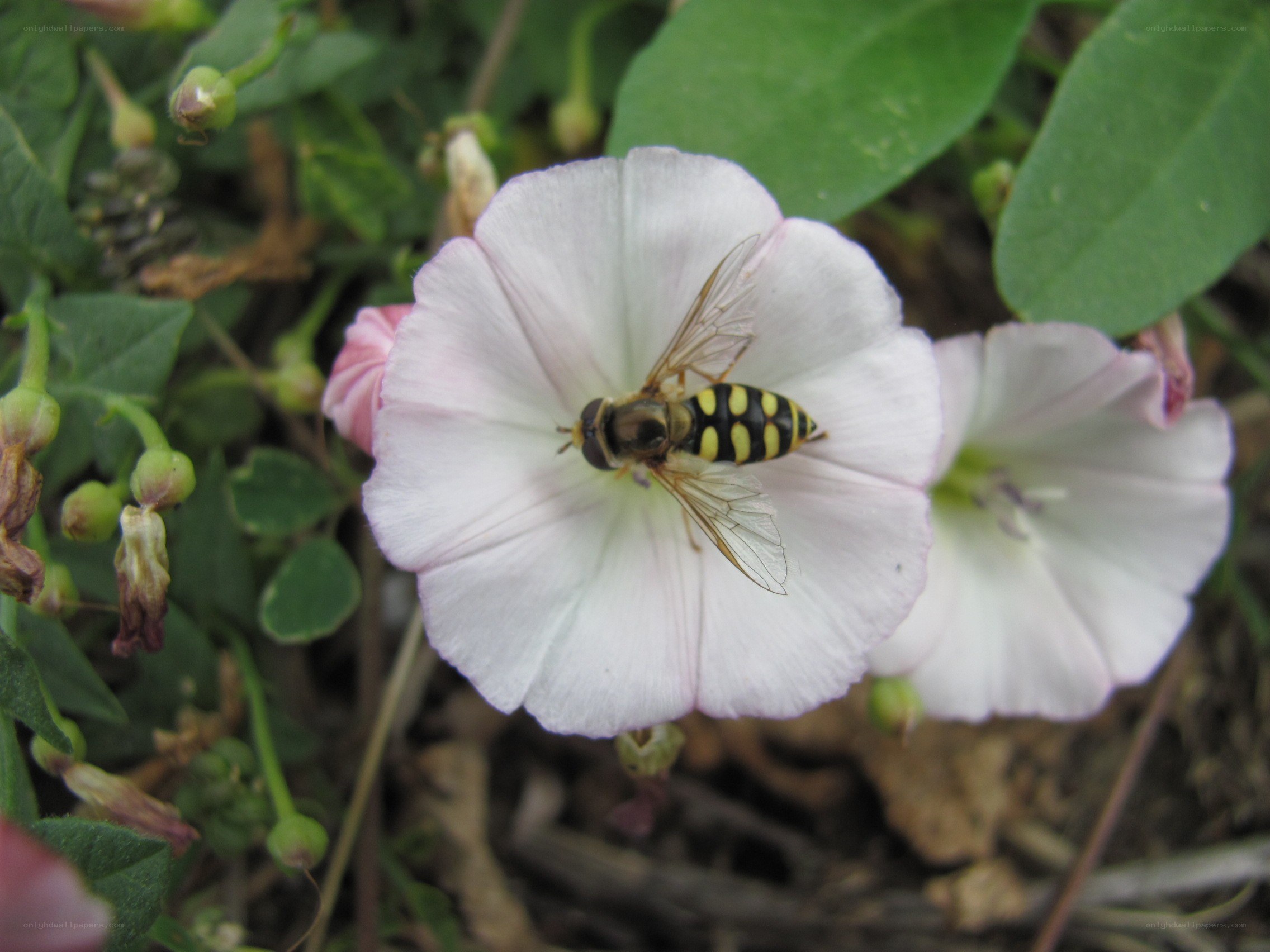Hoverfly on a bindweed flower