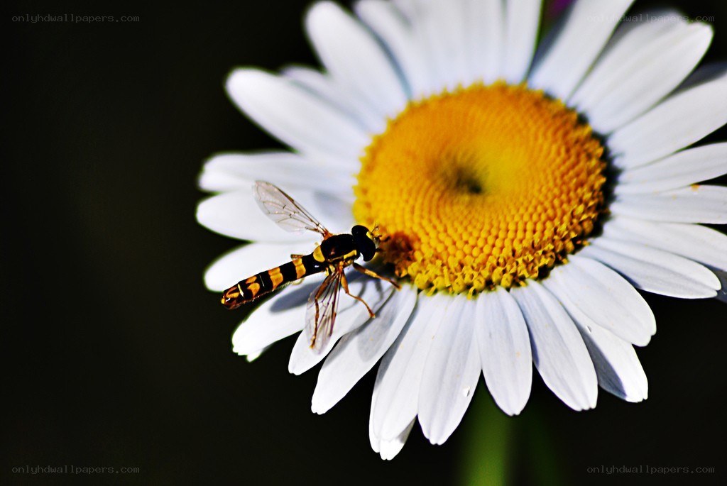 Hoverfly on a daisy flower