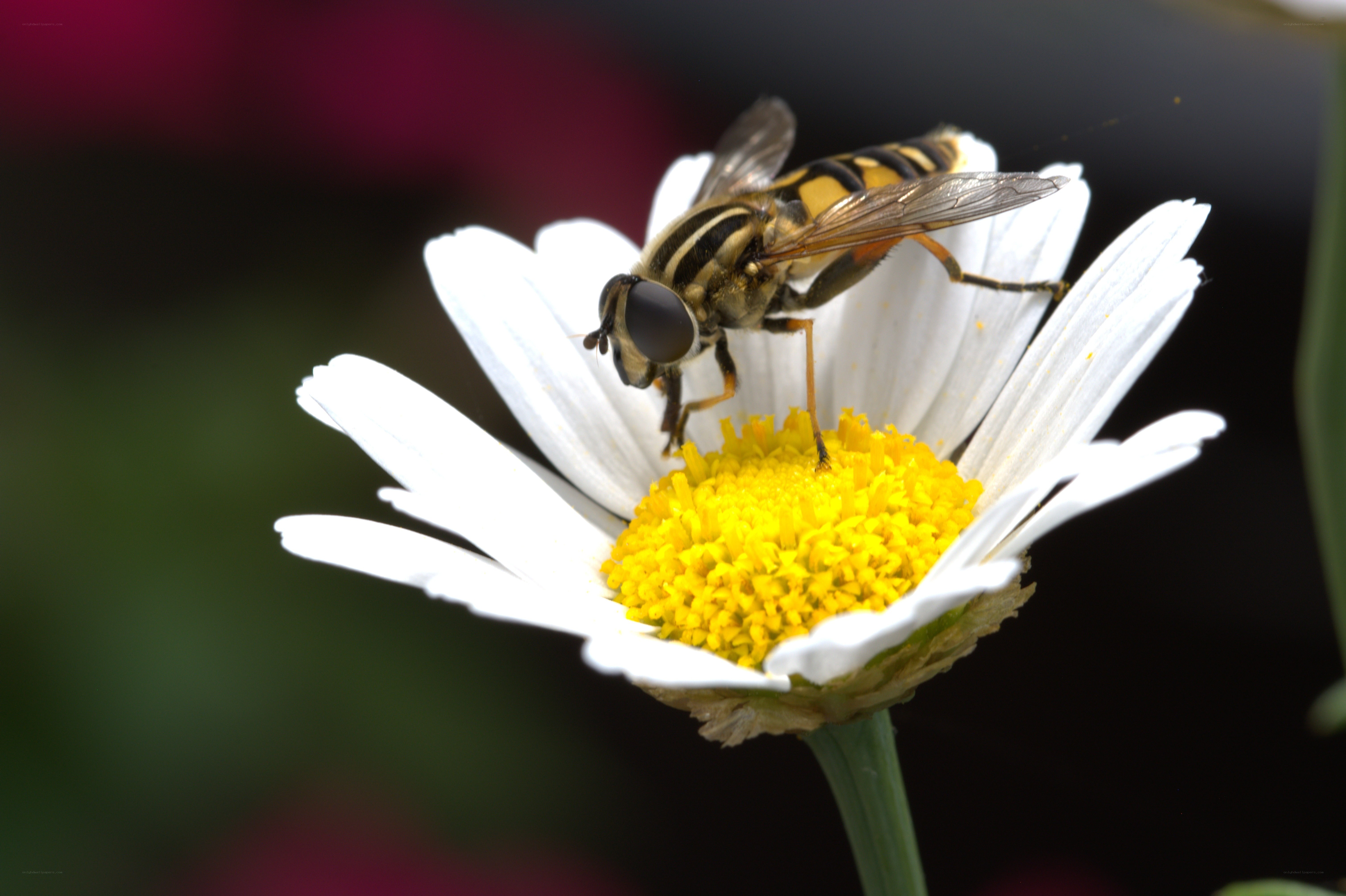 Hoverfly on a daisy flower