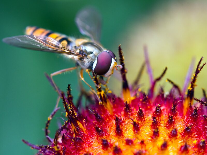 Hoverfly on a flower