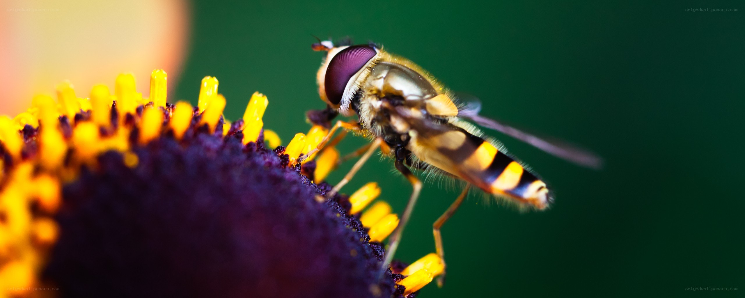 hoverfly on a flower