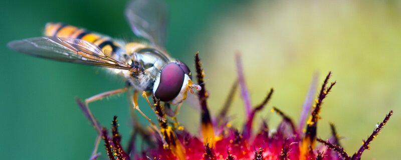 Hoverfly on a flower