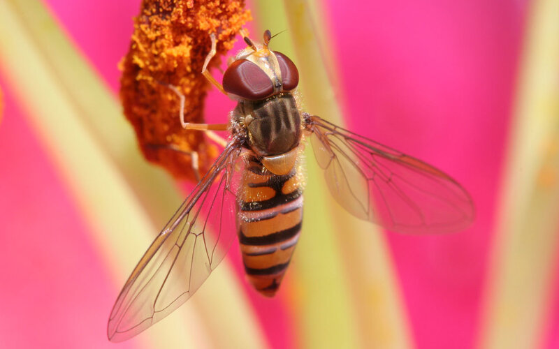 Hoverfly on a flower