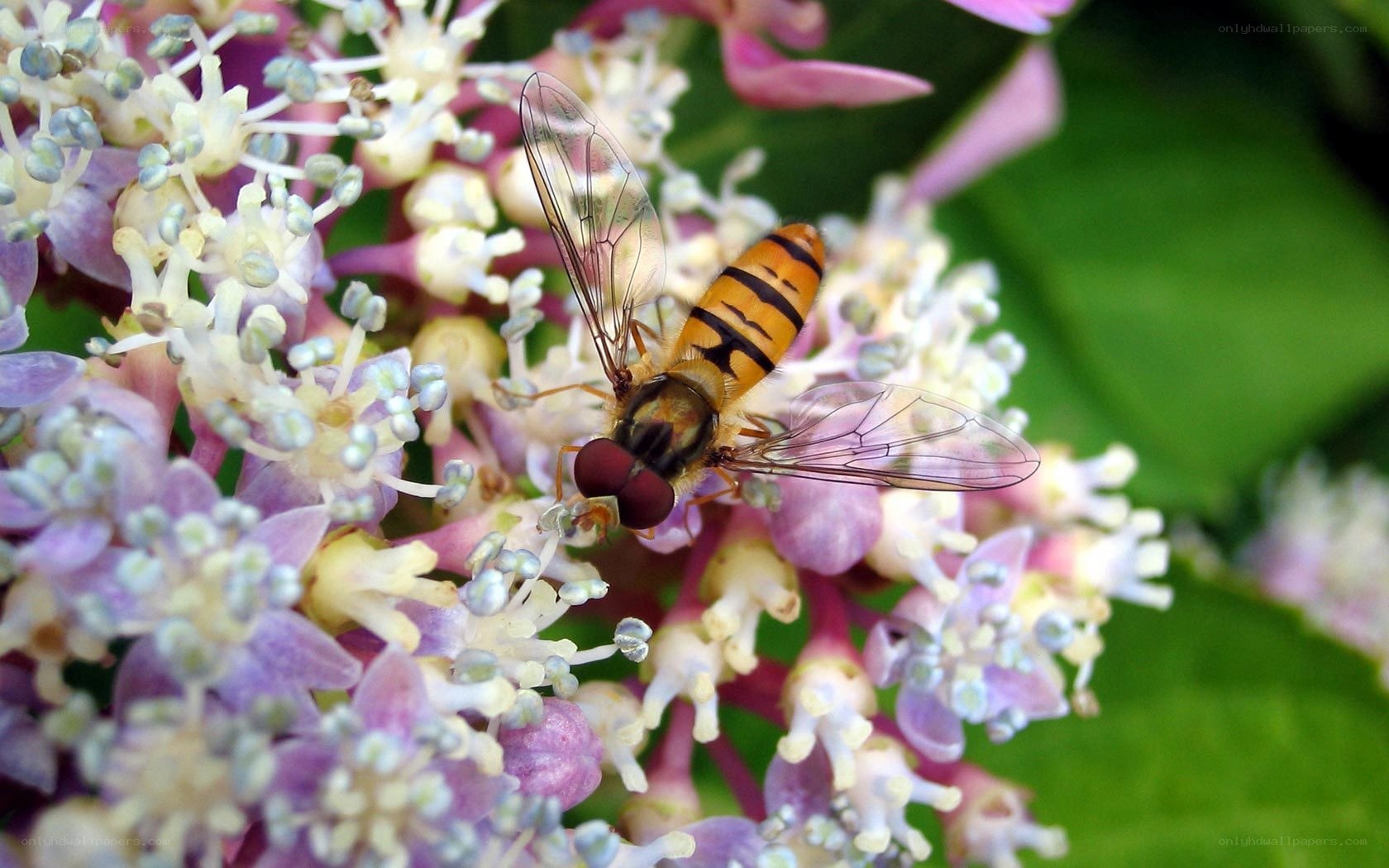 hoverfly on a flower