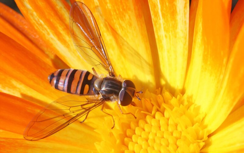 Hoverfly on a flower