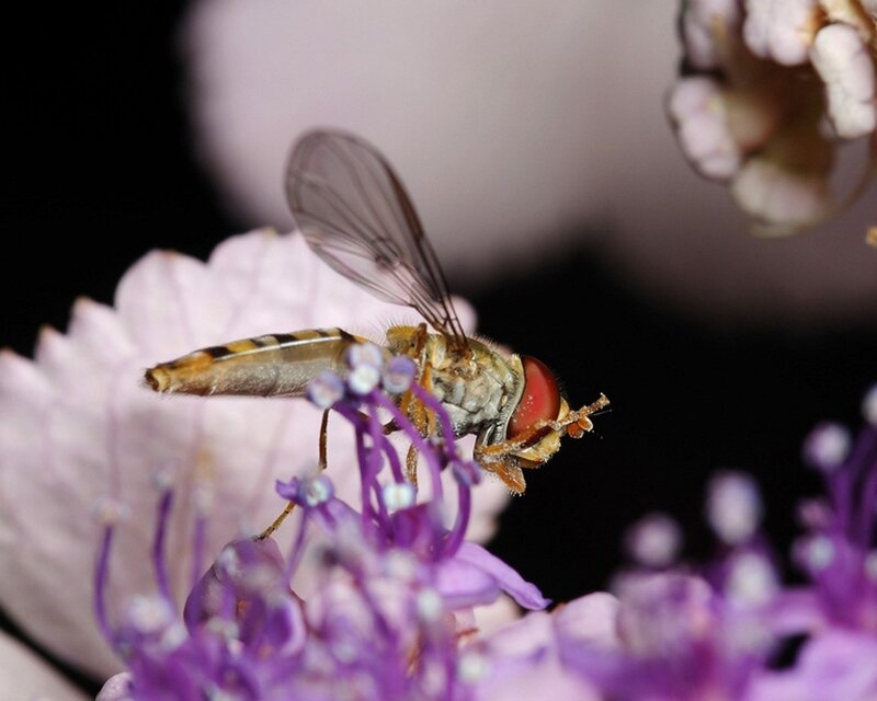 Hoverfly on a flower
