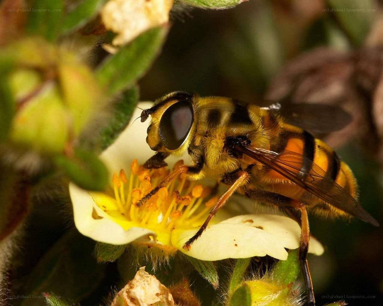 Hoverfly on a flower