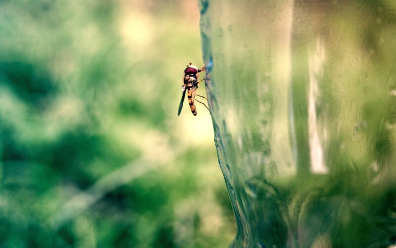 hoverfly on a glass surface