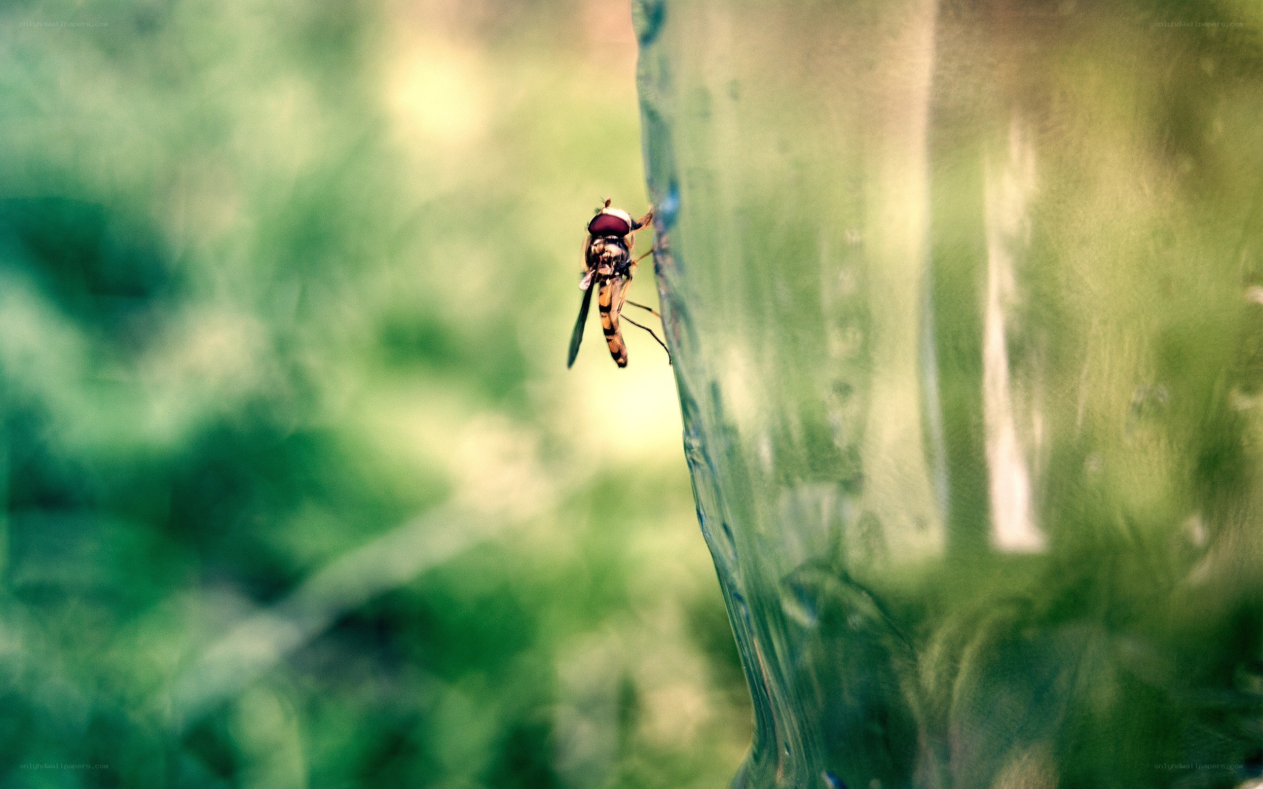 hoverfly on a glass surface