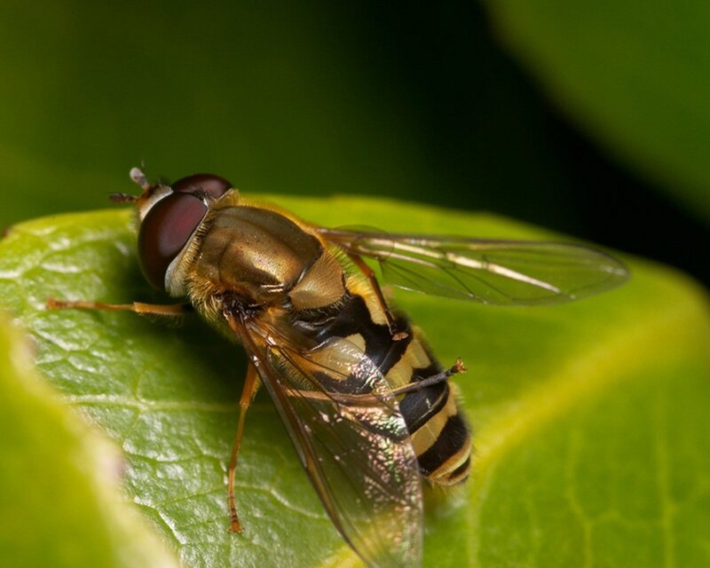 hoverfly on a green leaf