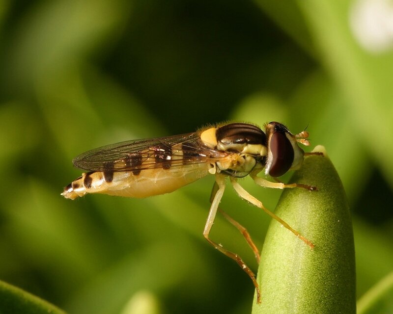 Hoverfly on a green plant