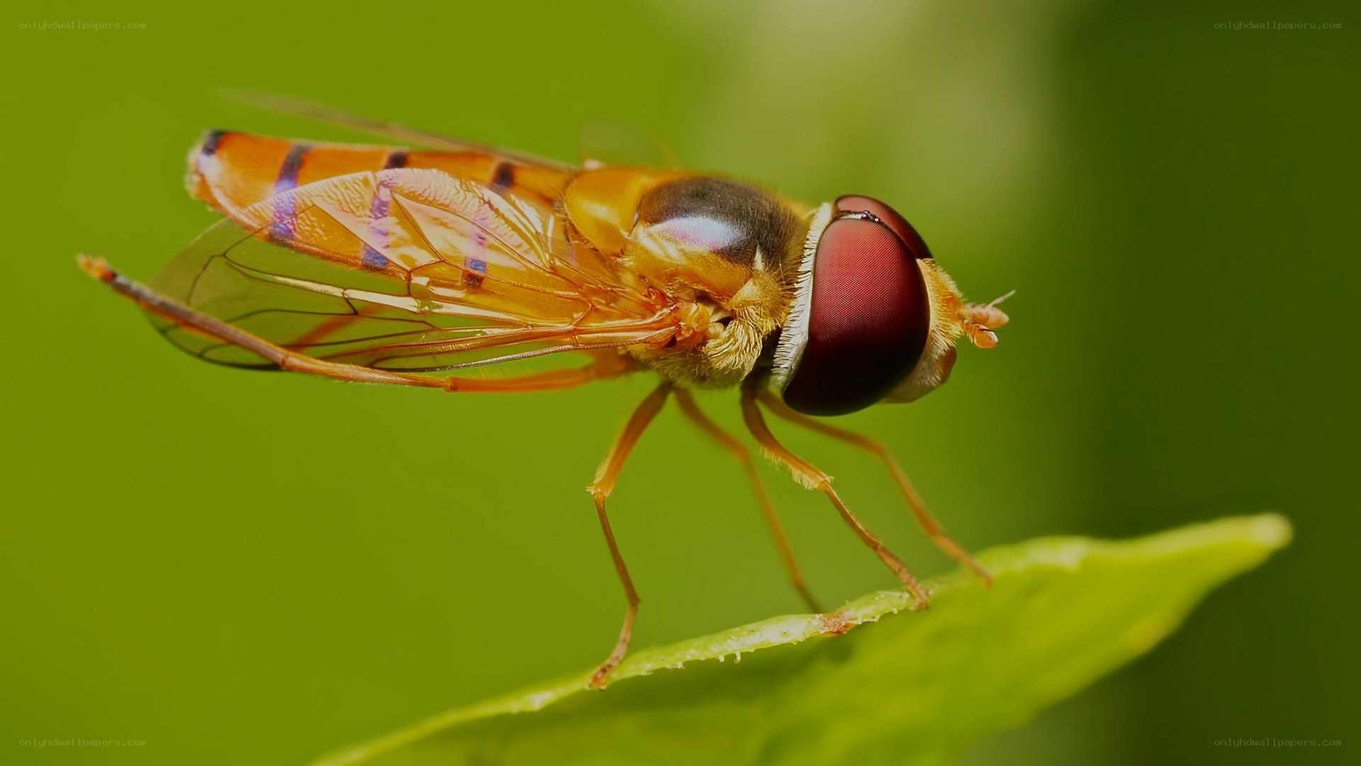 hoverfly on a leaf