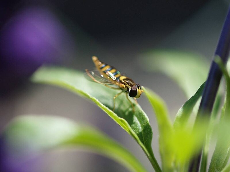 hoverfly on a leaf