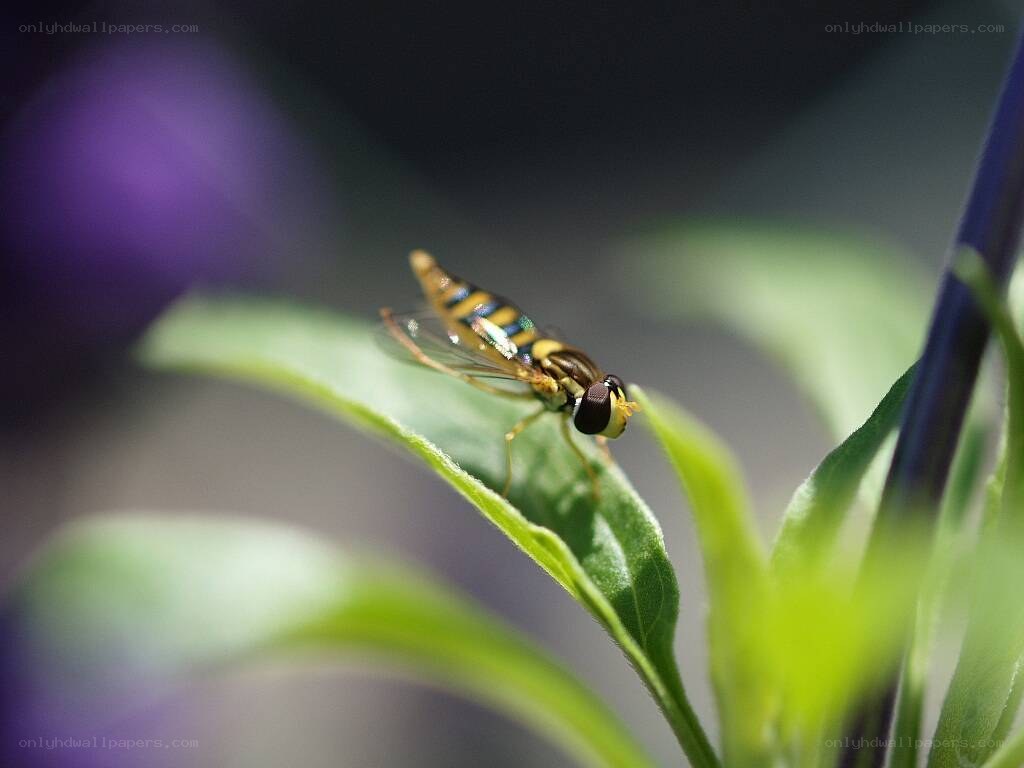 hoverfly on a leaf