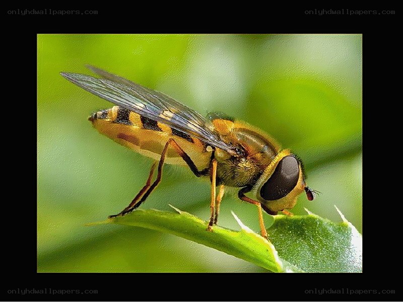 hoverfly on a leaf